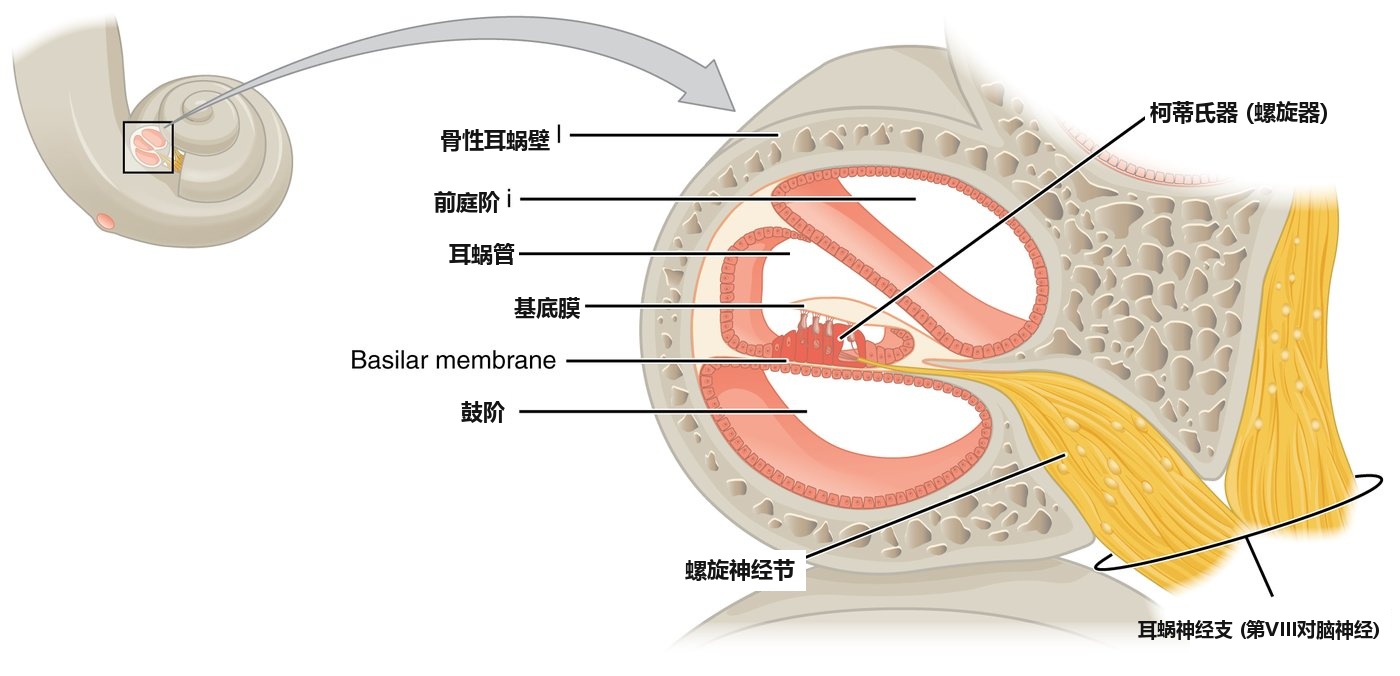 内耳耳蜗截面与柯蒂氏器基底膜微观构造 (OpenStax Anatomy)