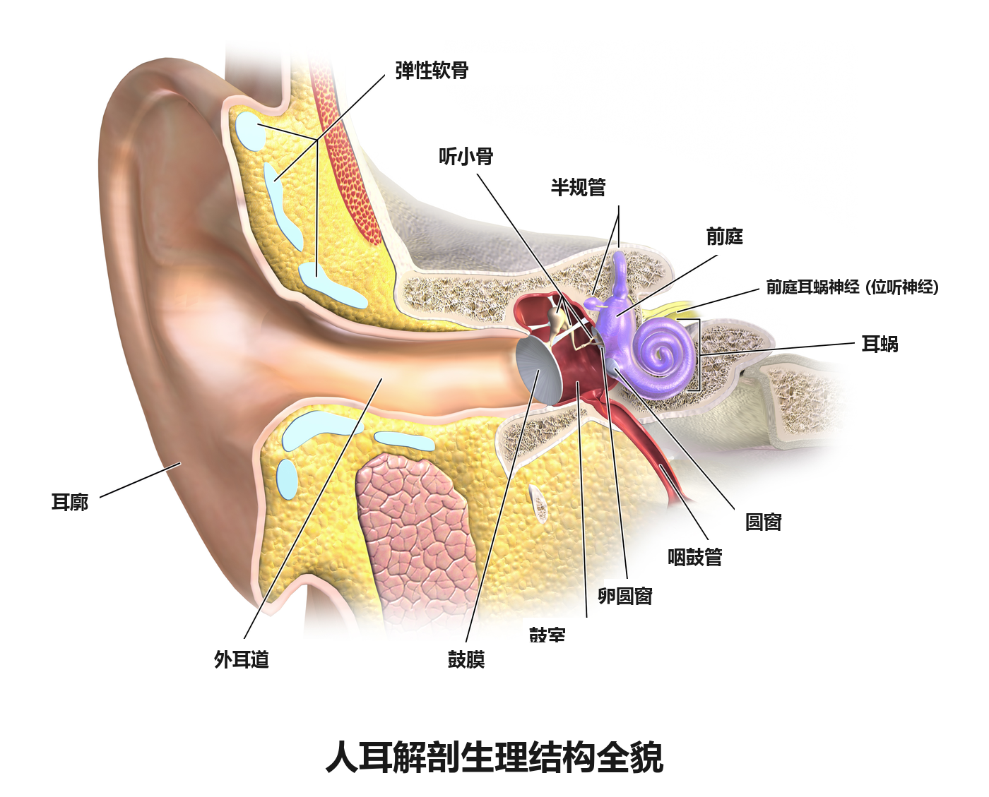 人耳外耳、中耳与内耳解剖结构全景图 (Blausen Medical)