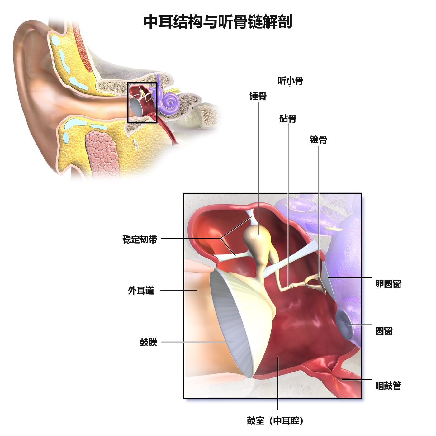 中耳鼓室与听小骨链微观解剖结构图 (Blausen Medical)